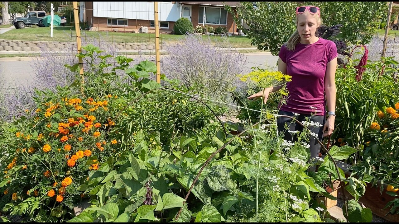 ONE BED VEG Highlights