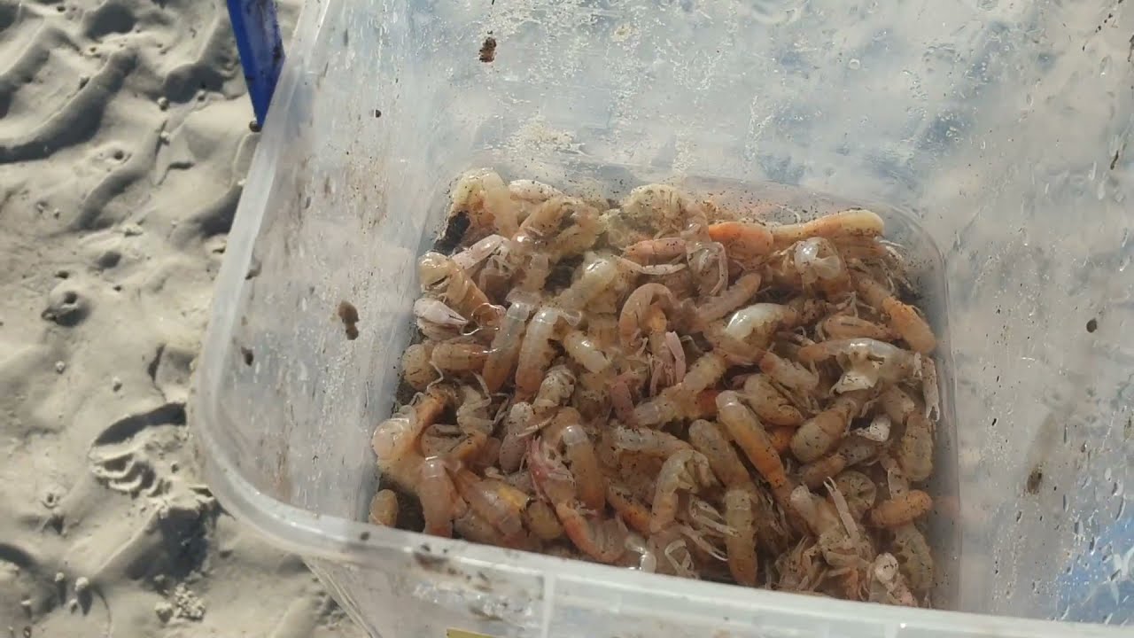Catching Yabbies for Bait at Wathumba Creek on Fraser Island | Fraser Fishing | All About Fraser