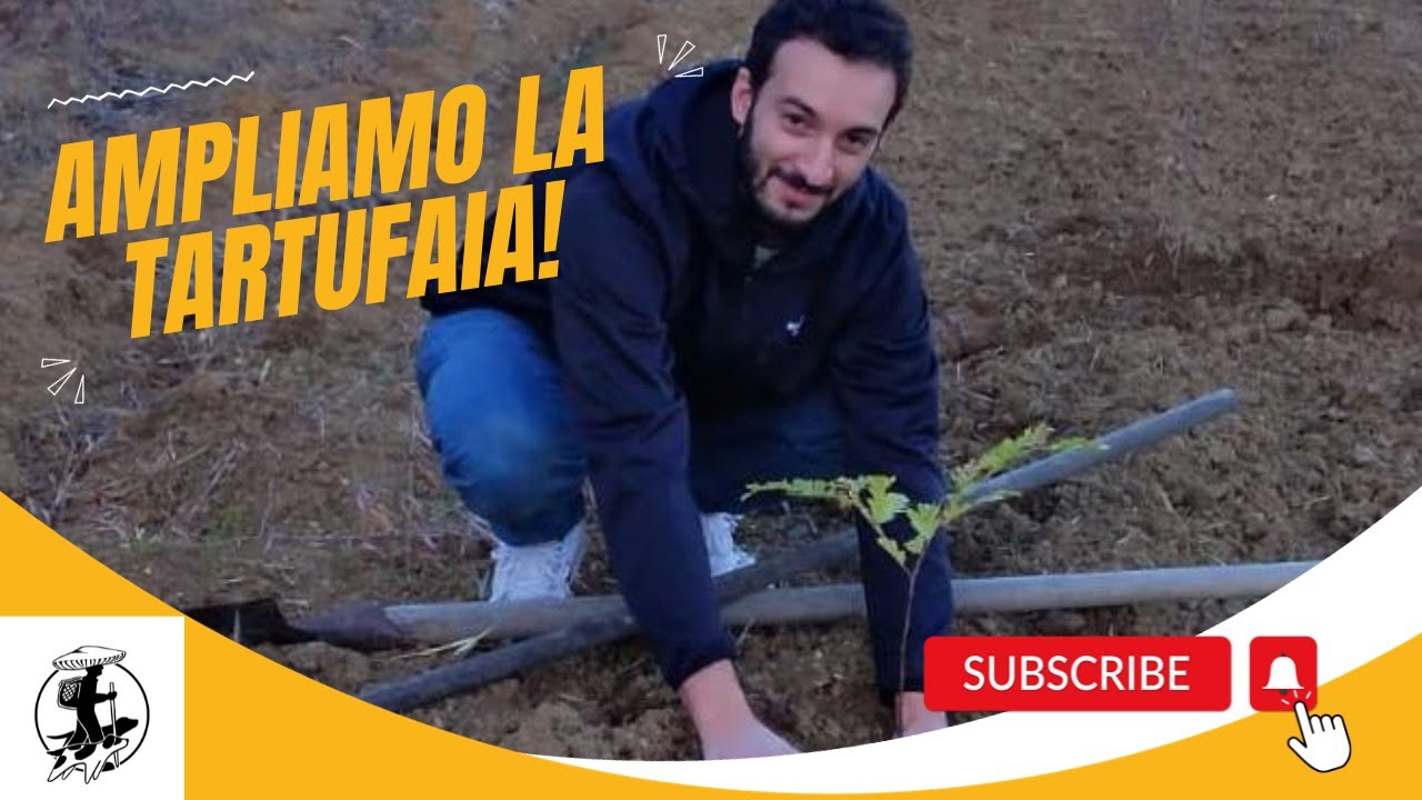 Impianto di una tartufaia coltivata: la messa a dimora delle piante 🌱