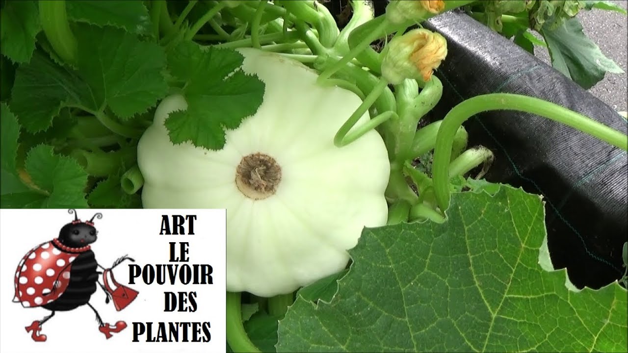 Conseil jardinage: Pâtisson: semis, plantation, récolte: Plante annuelle