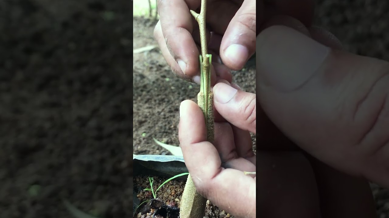 V Cut Durian Grafting easy and fast EP239 #durian #duriangrafting