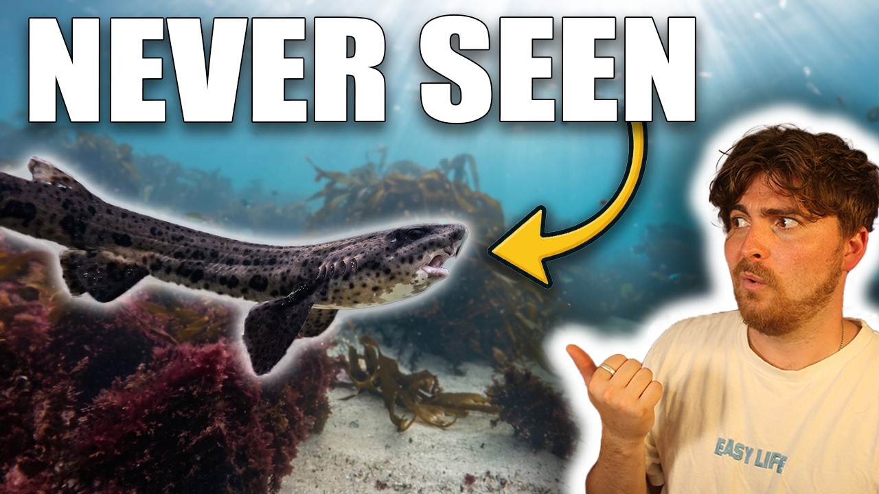 We Found A Brand New Shark Behaviour In The UK!