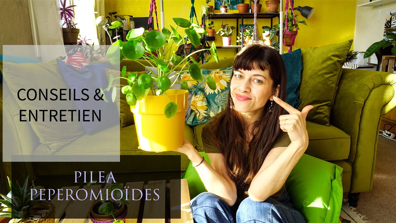 CONSEILS & ENTRETIEN : PILEA PEPEROMIOÏDES
