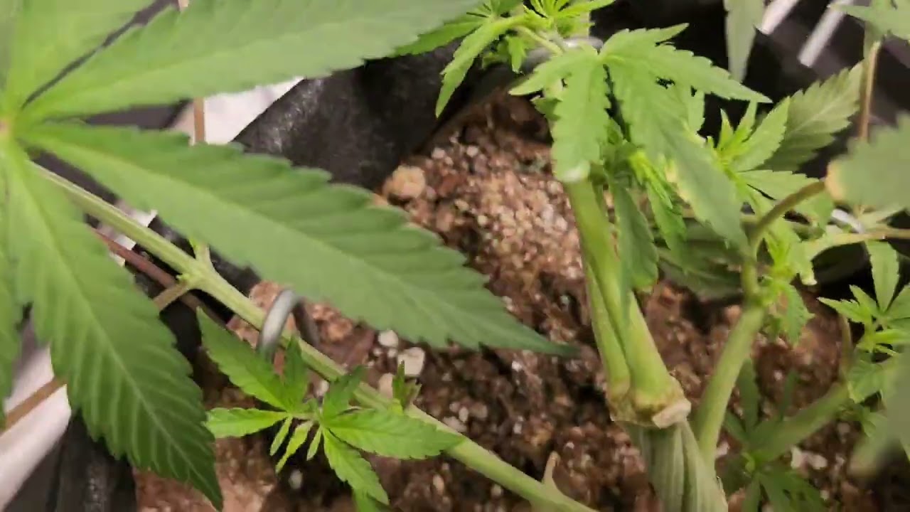 Weekly update Octopot grow #10 skunk #1, White Rhino, Grape ape.