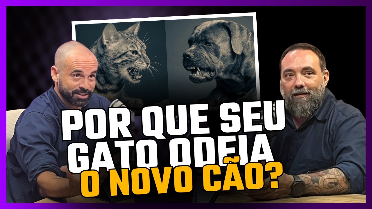 Brigas entre cão e gato - Como evitar atritos e ter uma casa em harmonia