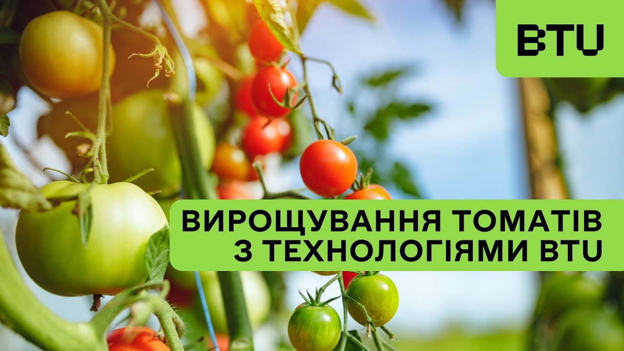 Вирощування томатів з технологіями BTU в теплицях 🍅