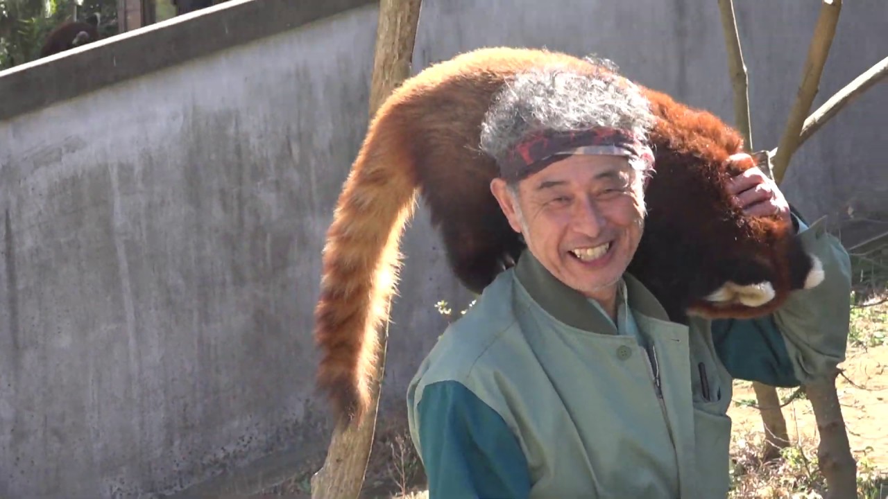 レッサーパンダの風太君の孫みいちゃんとお婿さんのライム君の　お食事の時間です！（飼育員さんの解説付き）　小動物ゾーンお天気良かったので千葉市動物公園に♪　00092