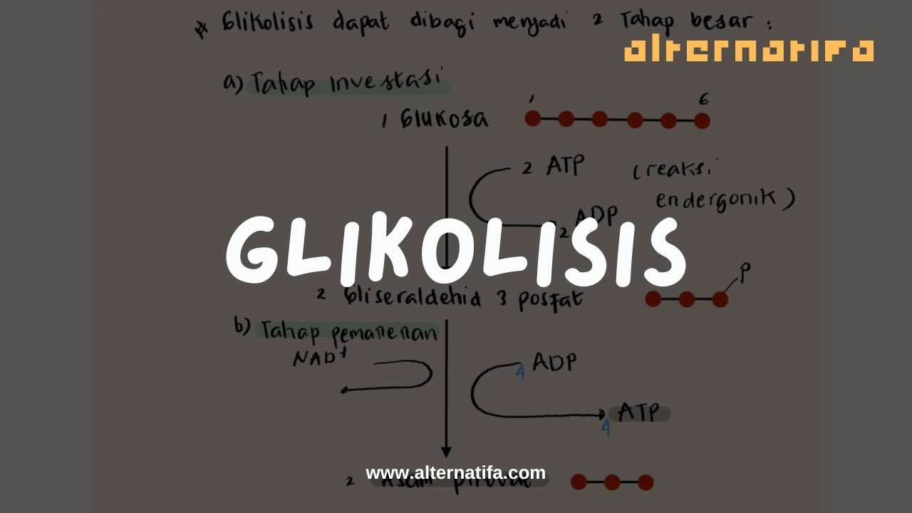 Metabolisme: Respirasi Aerob 1: Glikolisis | Biologi | Alternatifa