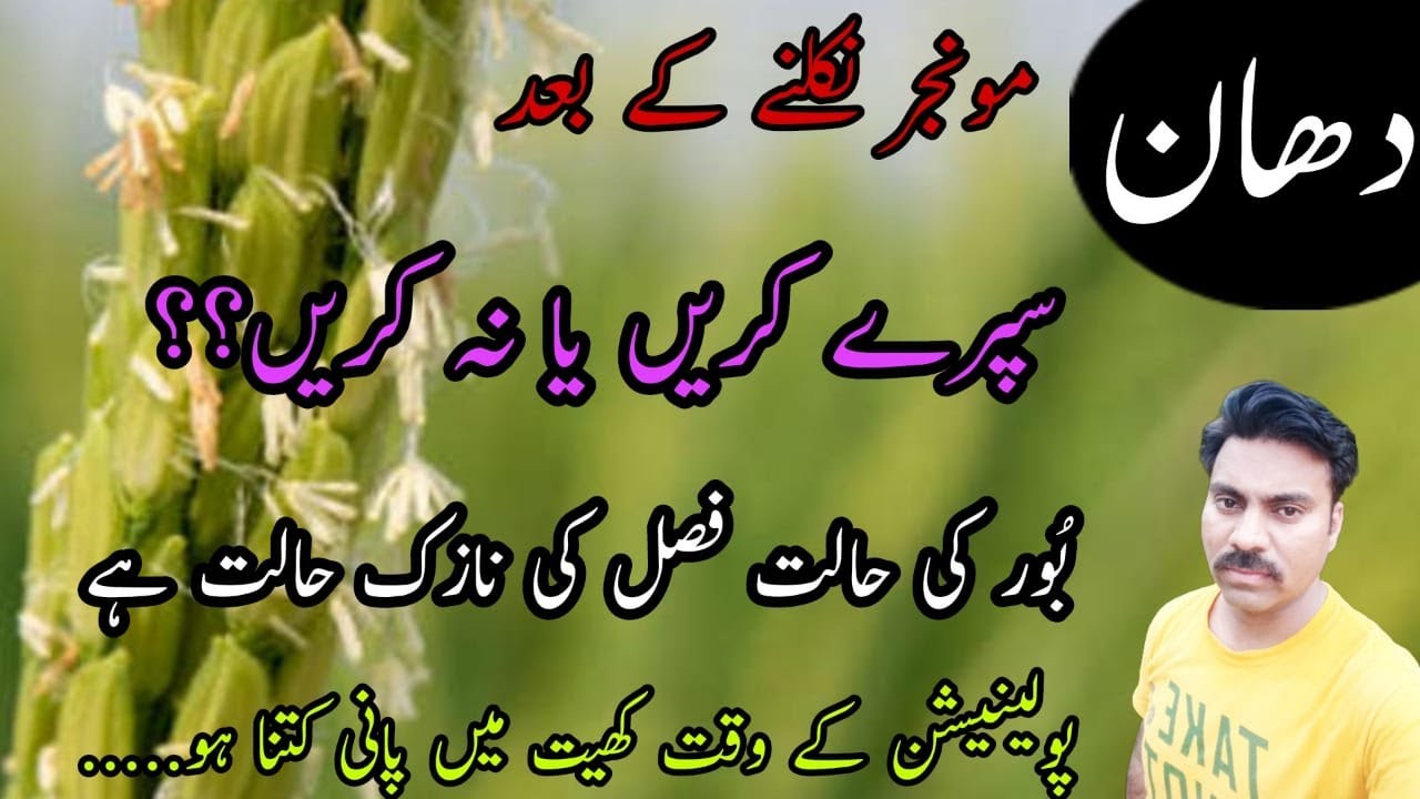 Ideal time for spray at flowering stage in paddy field |Spray precautions in rice |Abid Ali Agrarian