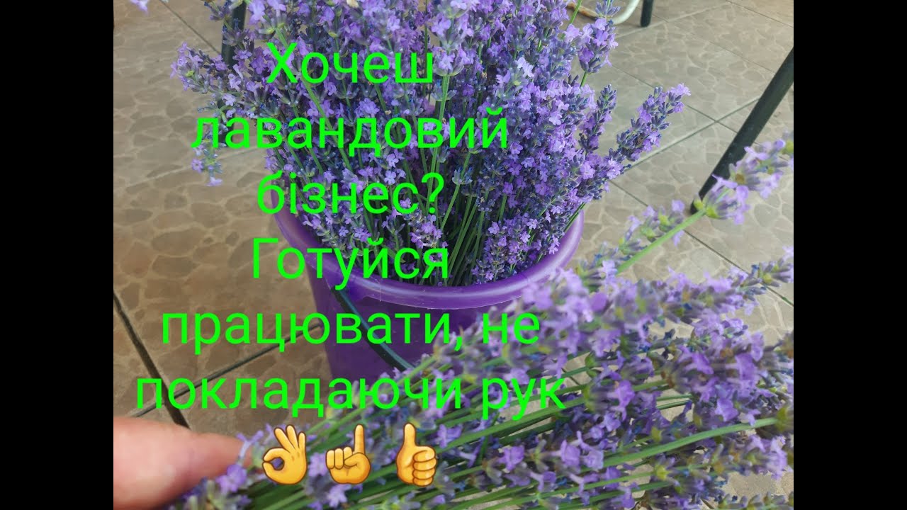 Лаванда та лавандин квітне. Кінець червня.