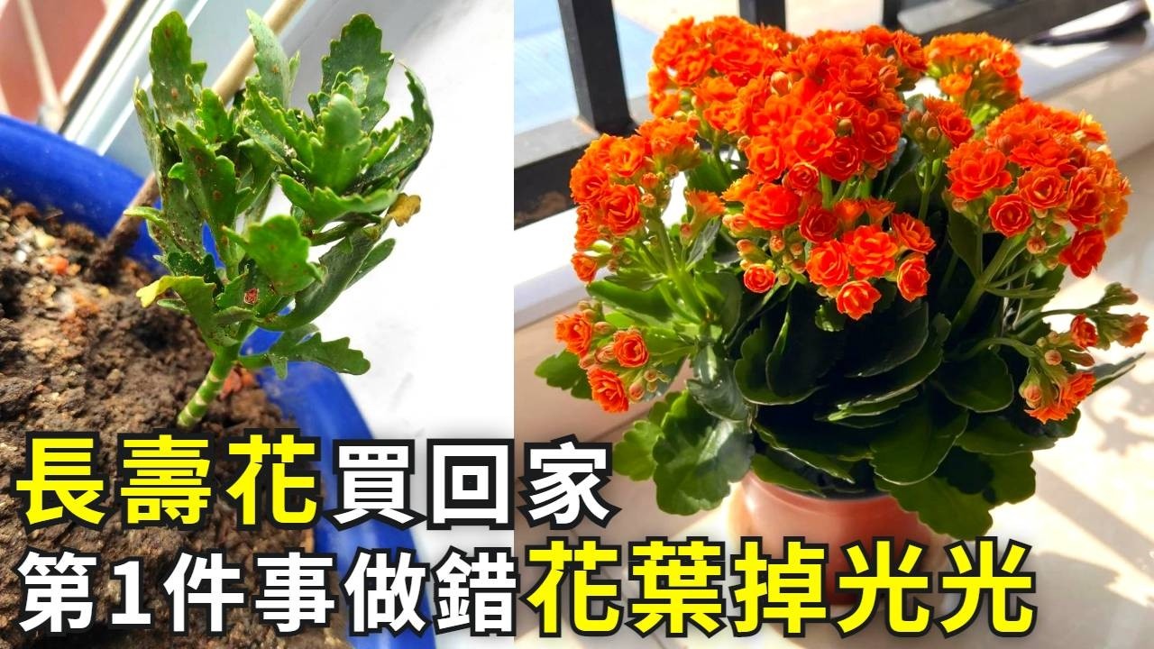 開花長壽花，買回來第一件事，90%都做錯，狂掉花苞！|花花世界