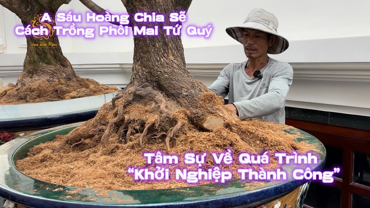 💥Anh Sáu Hoàng trồng phôi Mai Tứ Quý & Chia sẻ về quá trình “khởi nghiệp thành công”!|Vùng Đất Rồng 