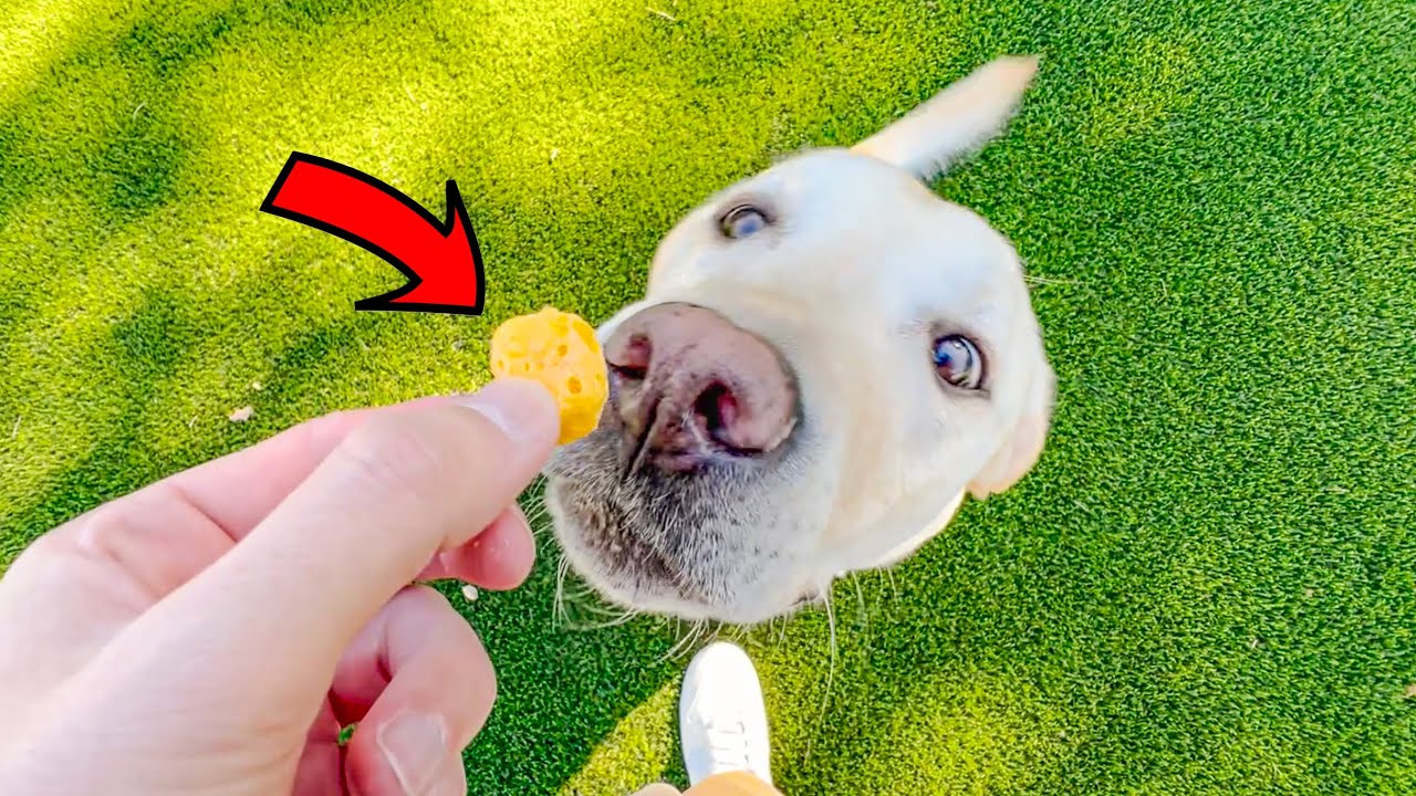 4 Minutes Of My Labrador Being Spoiled!!