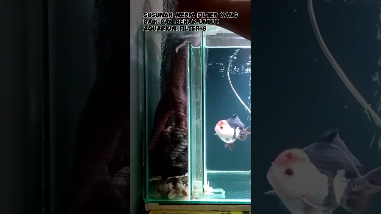 Susunan Media Filter Yang Baik Dan Benar Untuk Aquarium Filter Samping