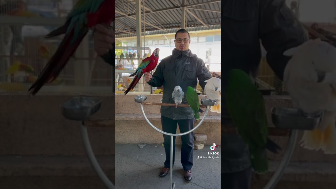 Папугай Ара #repost #top #uzbekistan #bazaar
