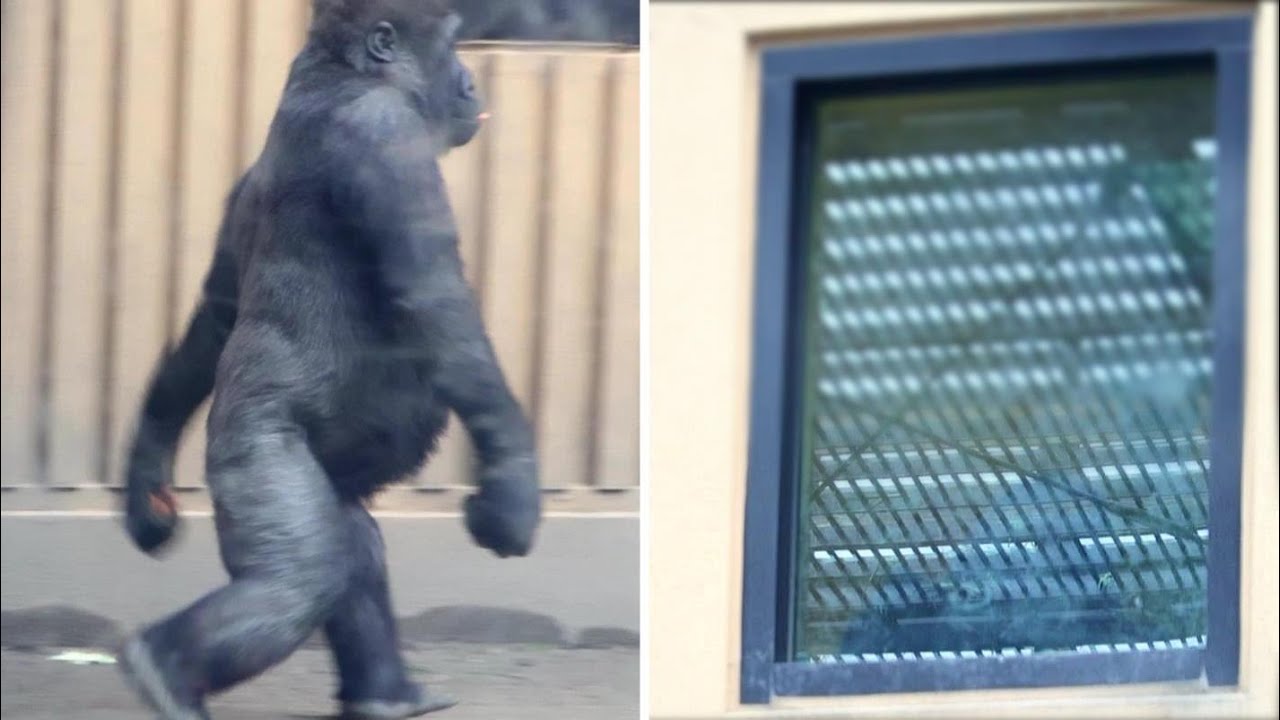 キンタロウが閉じ込められたと思って大慌ての母ゴリラゲンキ。パパゴリラは、窓からゲンタロウを探す。撮影日2025.2.21【ゴリラファン・闘病記】京都市動物園