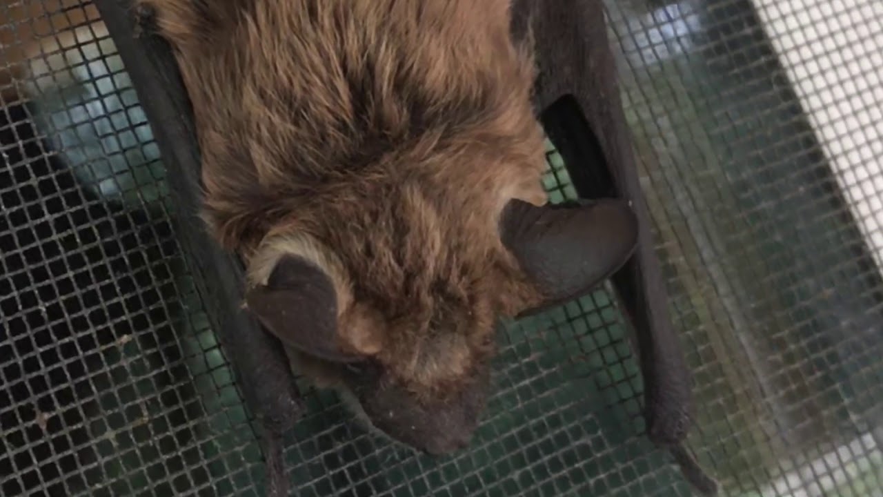 why the little brown bat is our FRIEND  myotis lucifigus