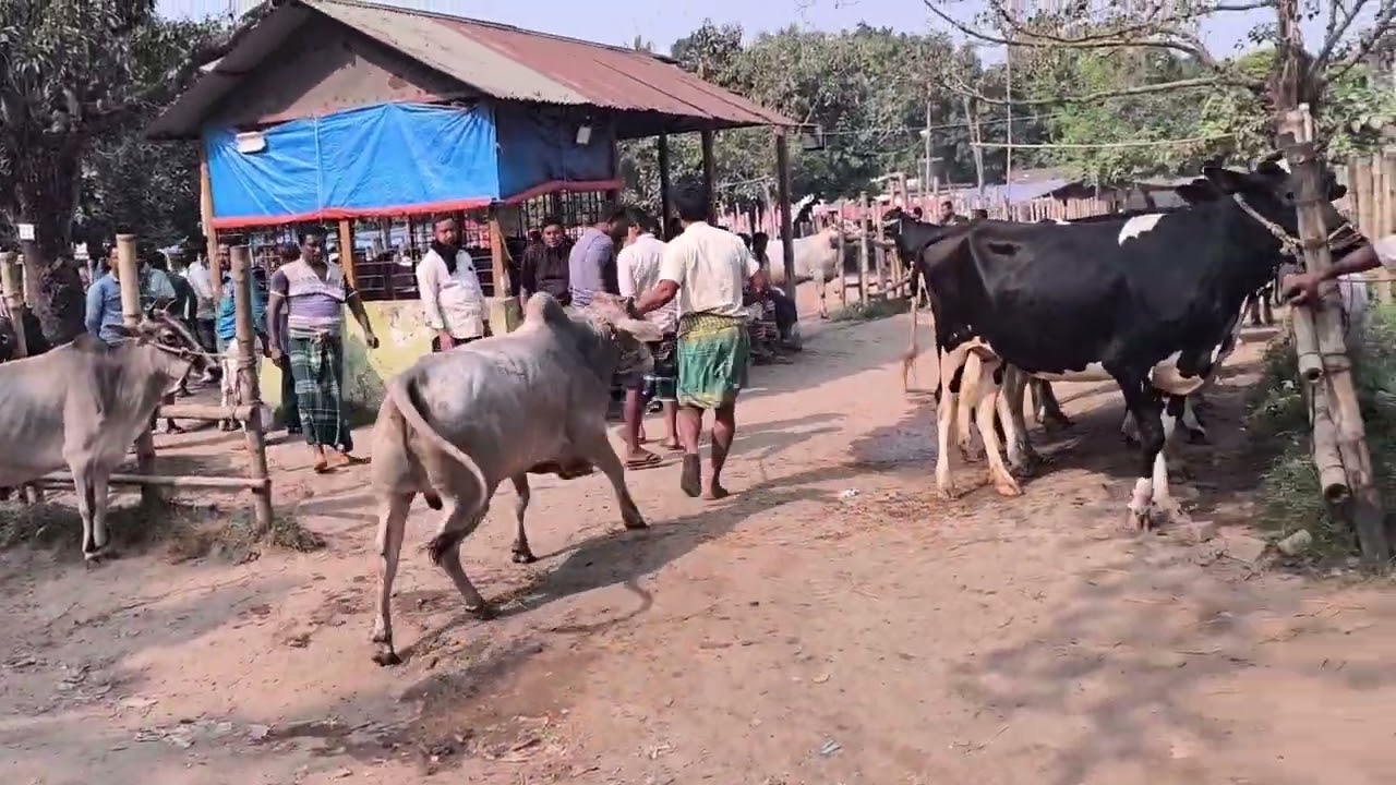 Full Cow Unloading Process at Rural Market |  Real Village Life