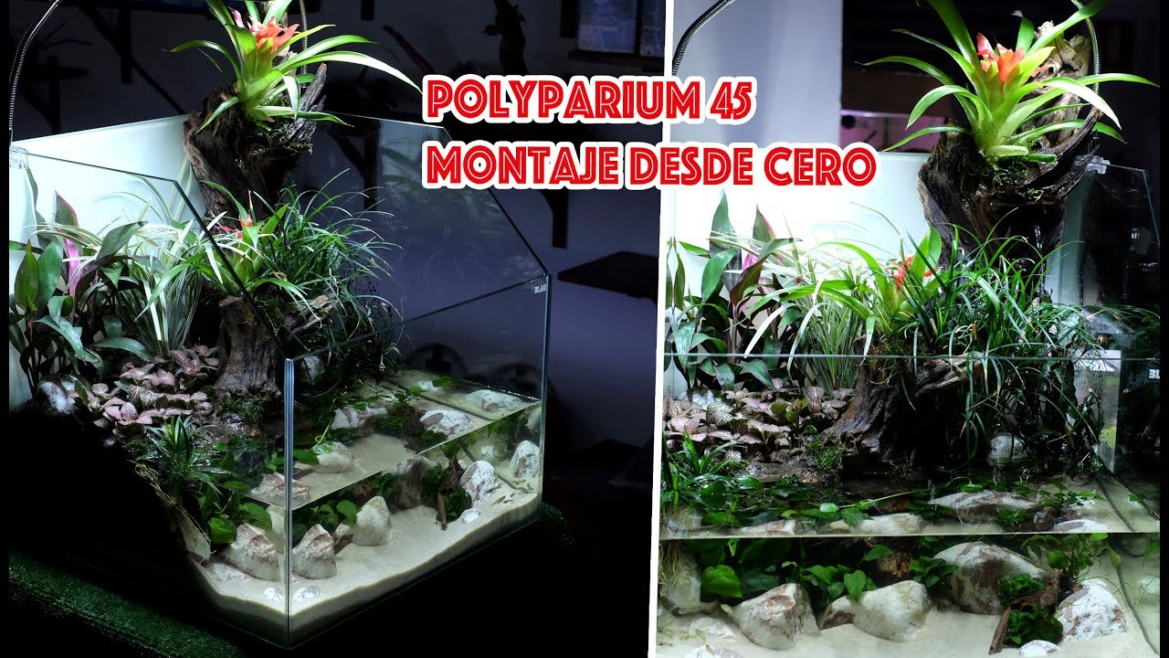 Montaje sencillo de un paludario para peces Guppy Endler