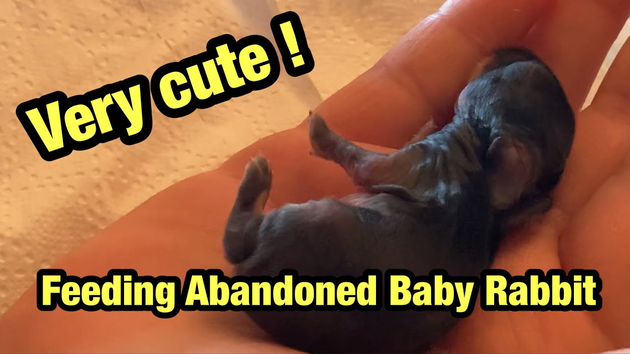 Rejected baby rabbit feeding