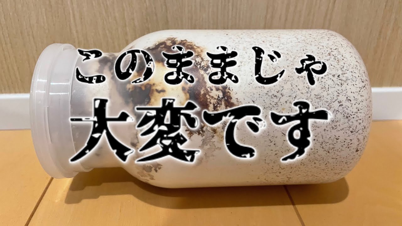 【オオクワガタ飼育】菌糸ボトルに劣化の魔の手が伸びる！の巻！