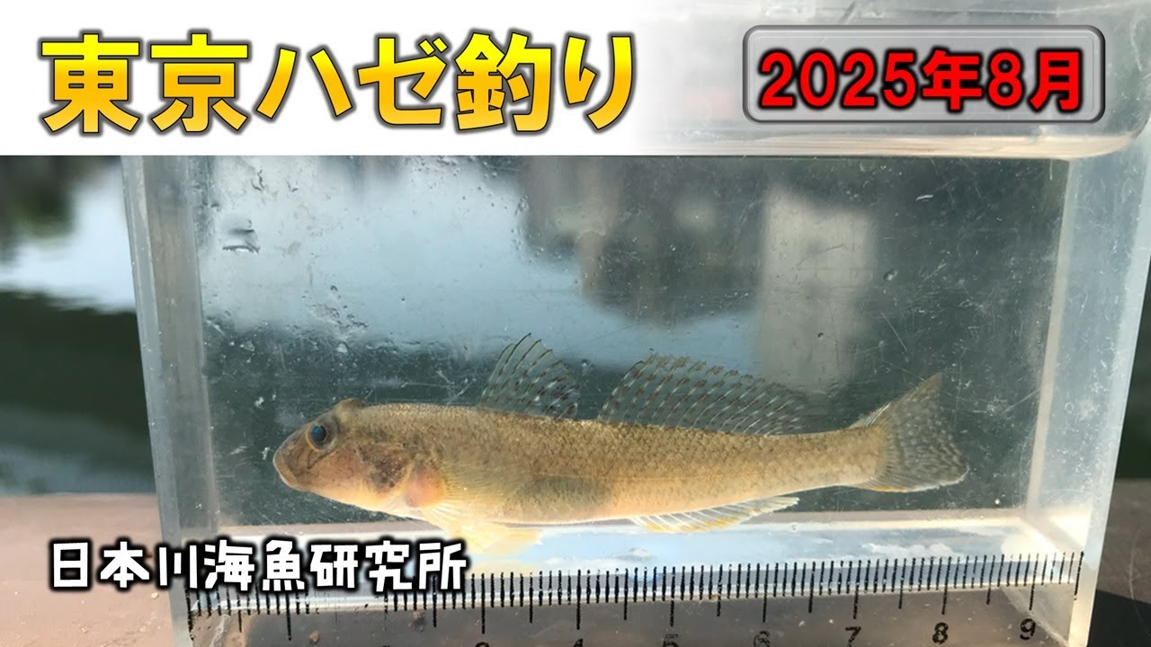 自作布袋竹竿で東京ハゼ釣り！Tokyo Goby Fishing with Homemade Hotei Bamboo Rod!