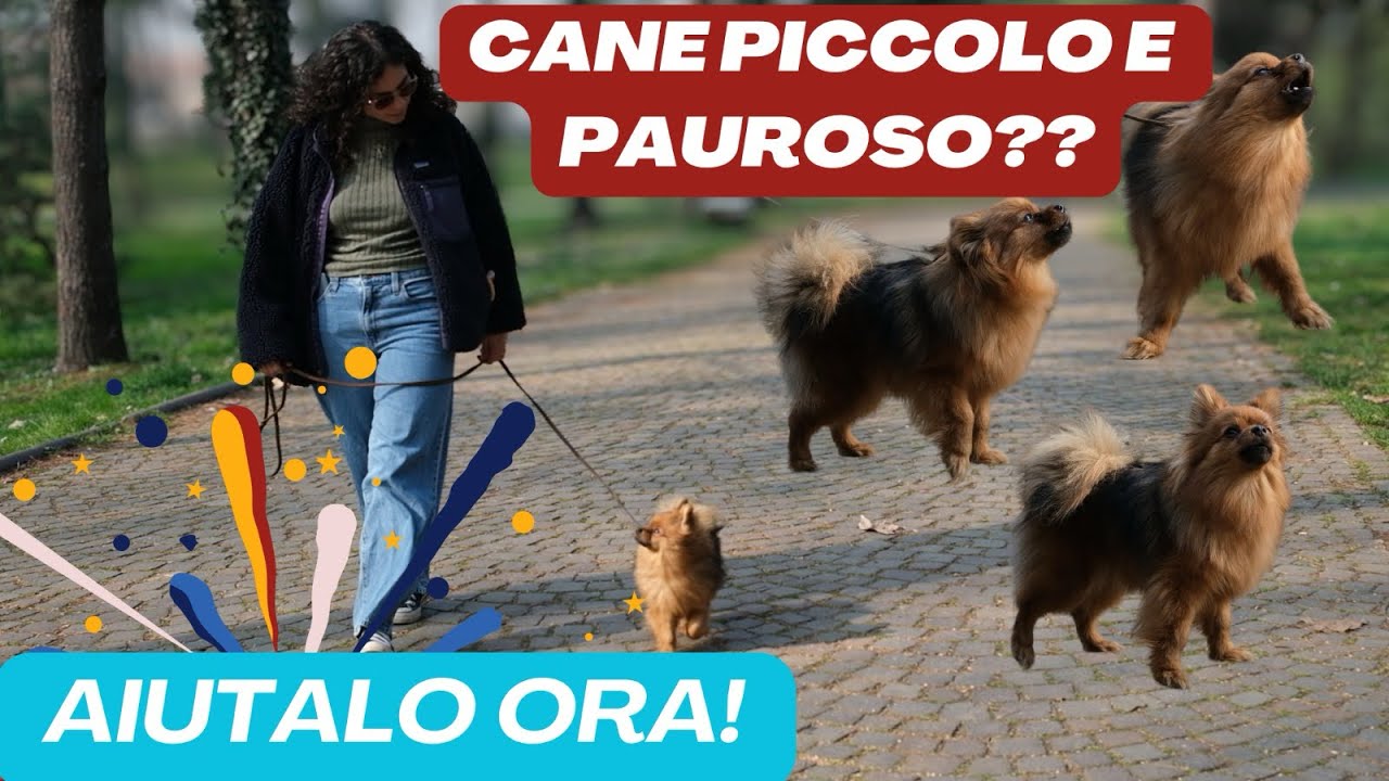 Abbaia a qualsiasi cosa? Aiutalo ora! 