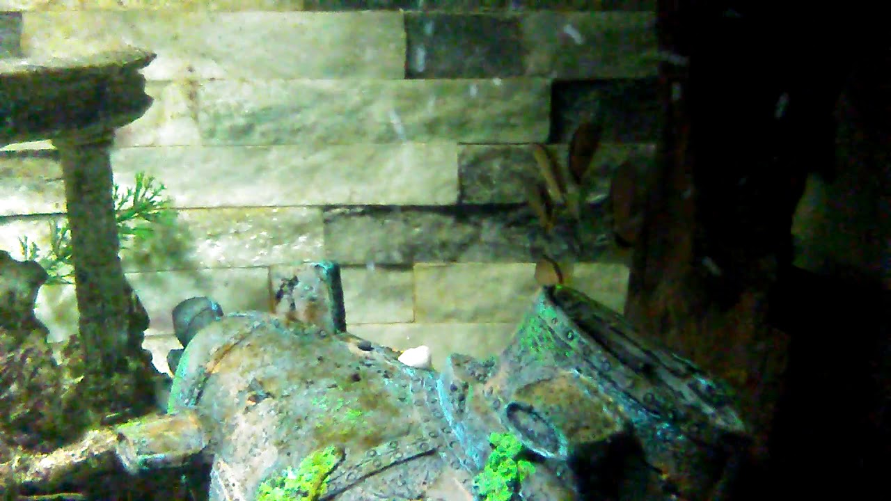 Skunk botia or skunk loach bottom dwellers tropical fish