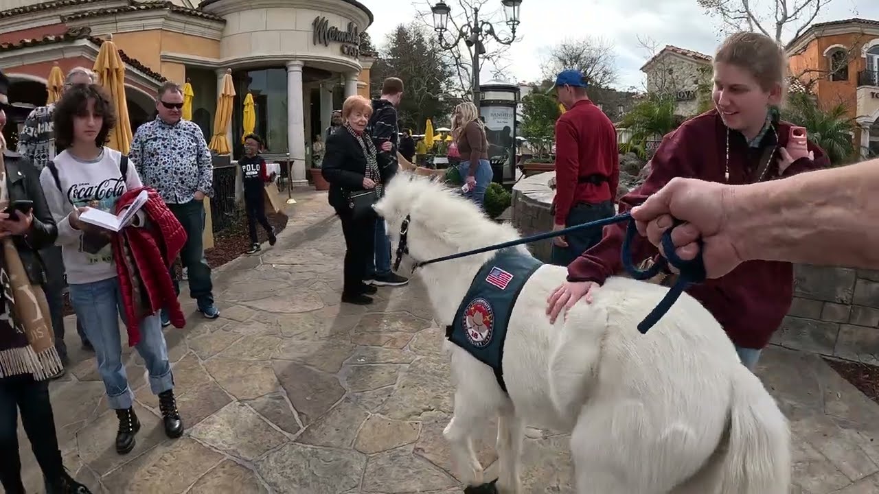 Lt. Rowdy Mini Horse Rep. VCCRR First Time With Cash 2.0 @ The Commons at Calabasas 2023 (1 of 4)