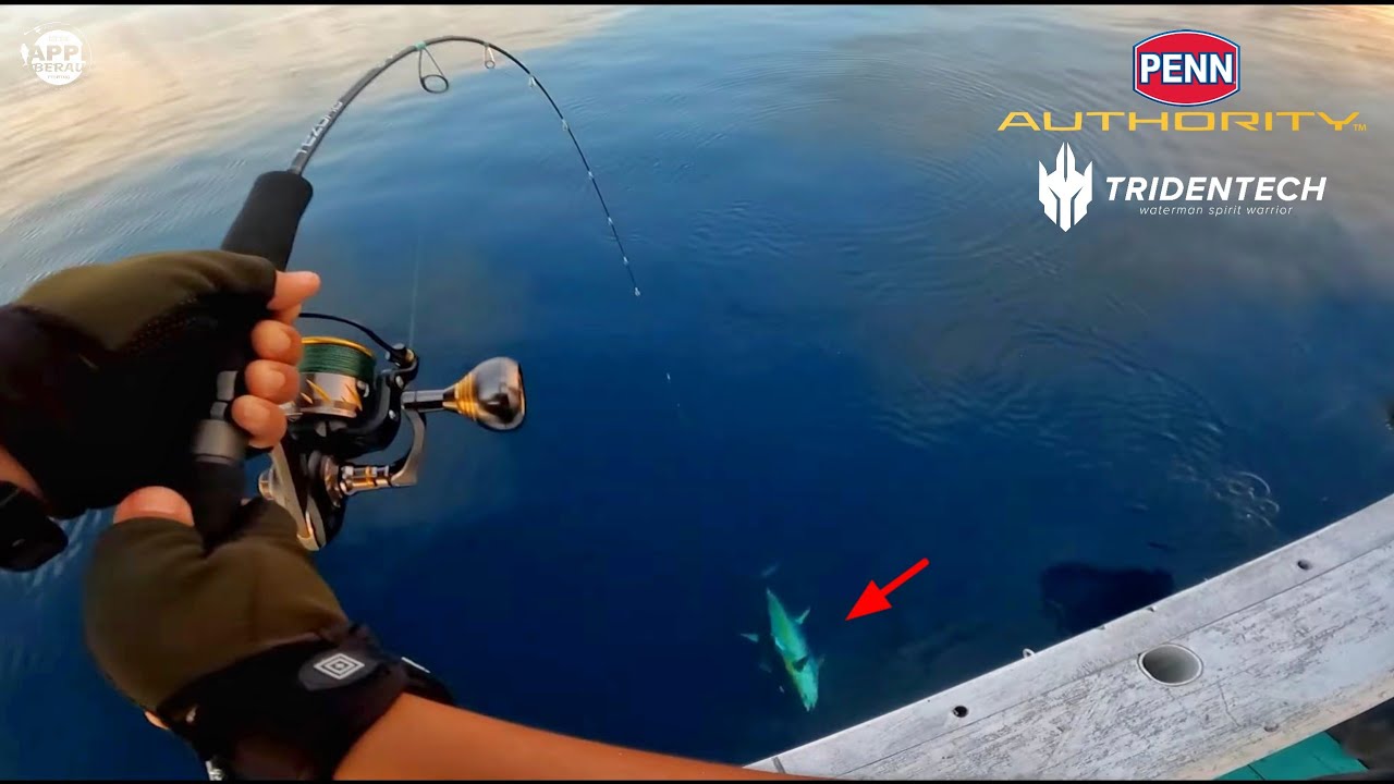 BIG FISH ‼️ PENN AUTHORITY 4500 & TRIDENTECH TEZORA 631 0.8-2.0 - Berau