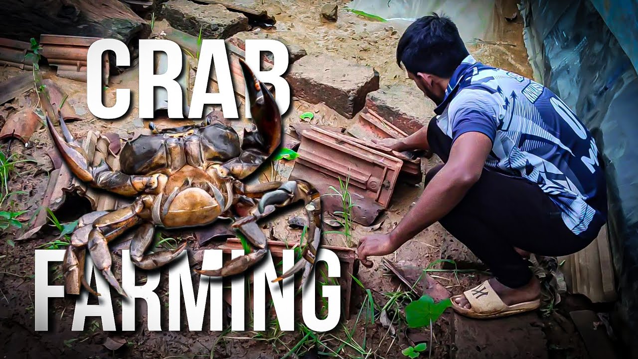 खेकडोको छिपने केलीये बनाइ जगह और खिलाया बहोत सारा खान | Build Hiding Spot And Feeding For Crabs