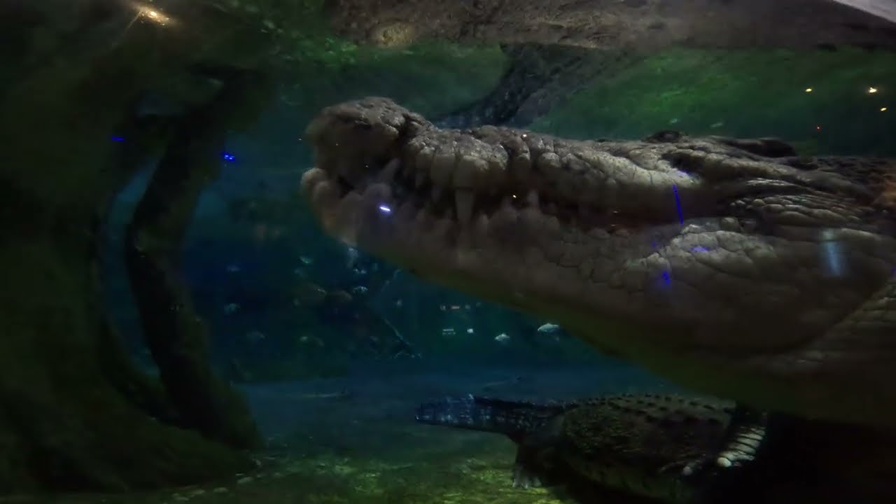 MONSTER CORCODILE! ONE OF WORLDS LARGEST CROCODILES! KING CROC INSIDE THE DUBAI MALL #dubai