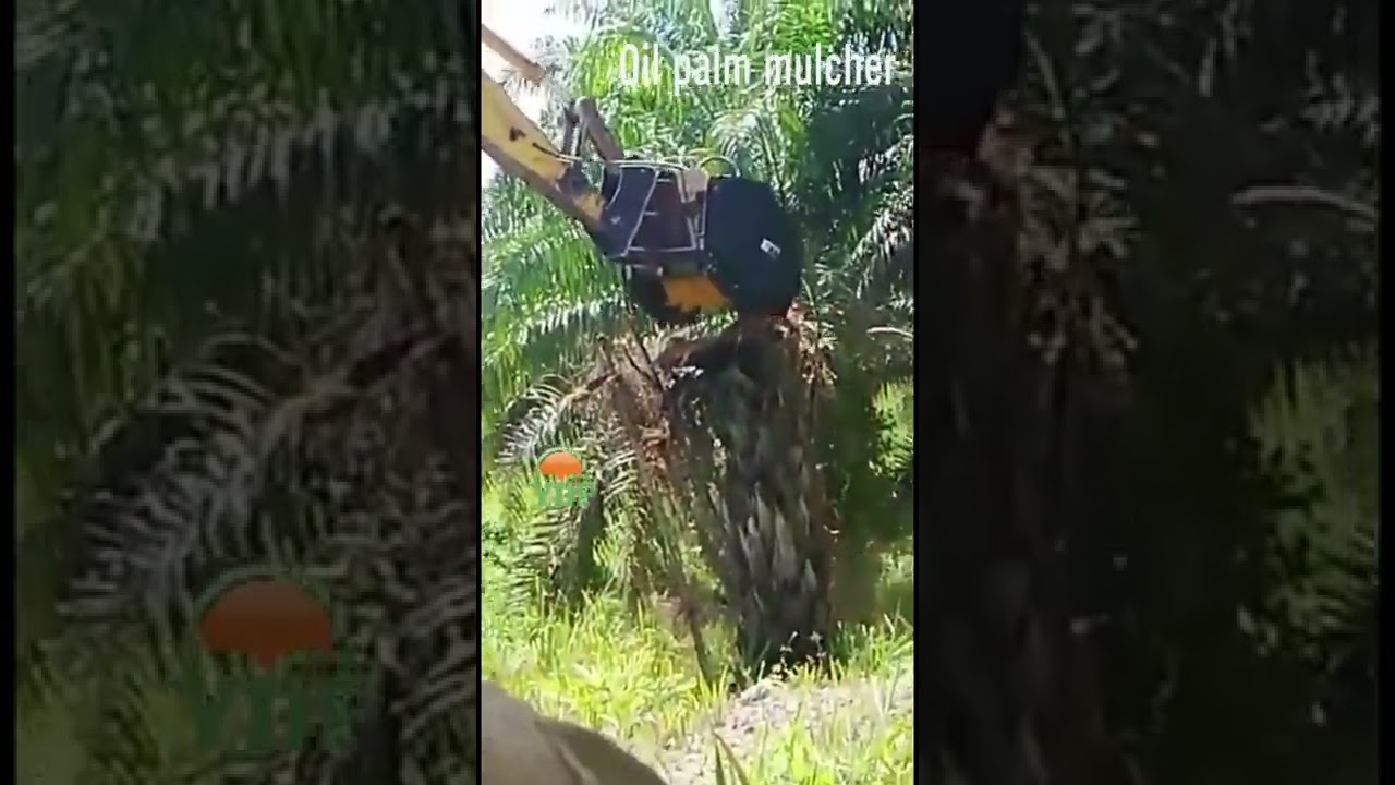 Forest mulcher in oil palm plantation, palm tree replanting
