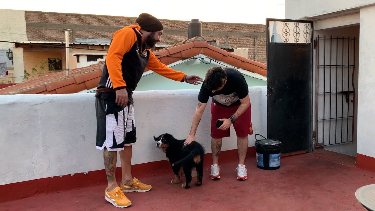 &bull;ADIESTRADOR CANINO&bull;  Rodriguez Galati #MisaCochina #ModoCochino
