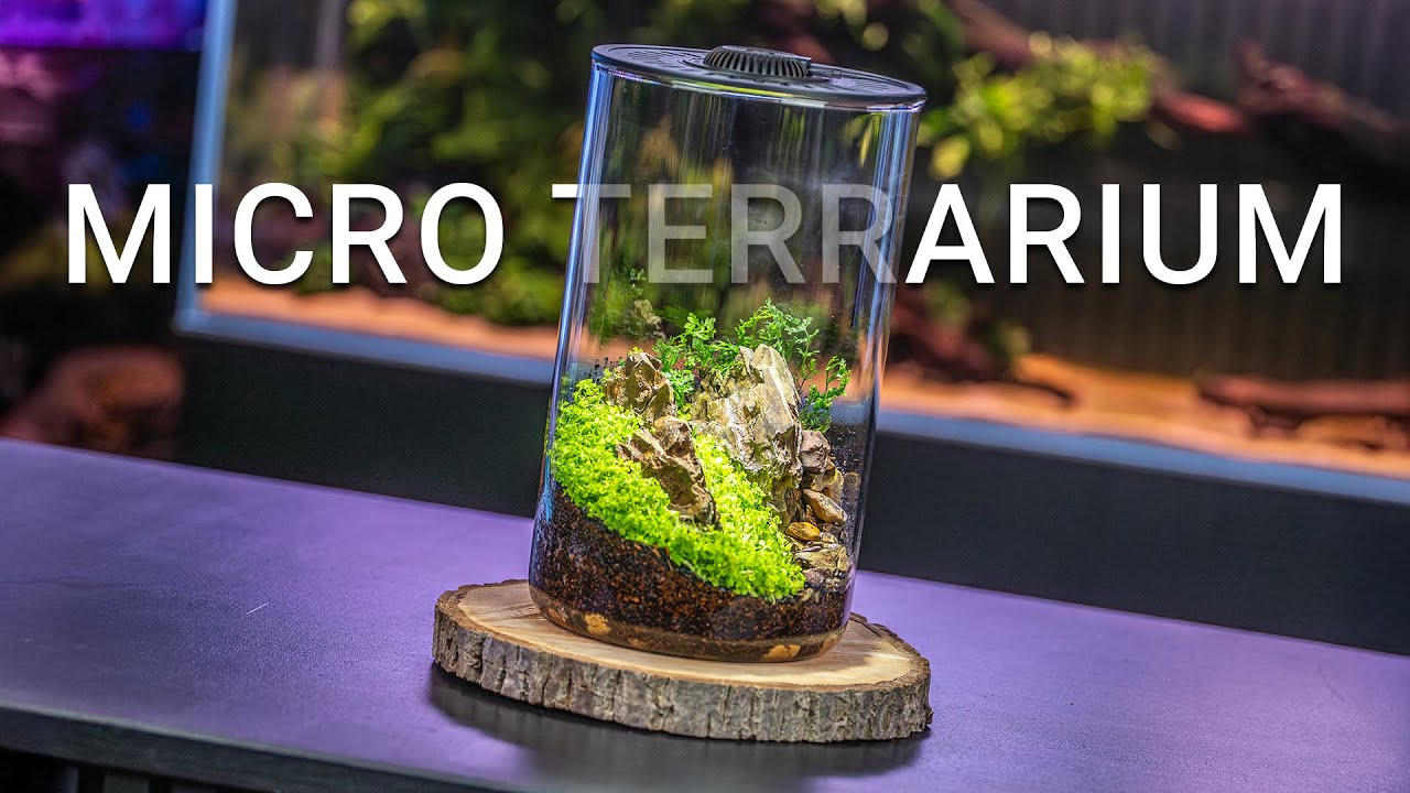 MicroTerrarium terrárium szett INVITAL akváriumi növényekkel