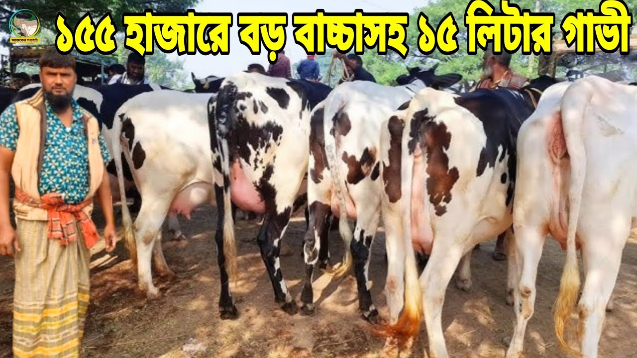 আজ ডিসকাউন্টে! মাত্র ১৫৫ হাজারে বড় বাচ্চাসহ ১৫ লিটার দুধের জার্সি গাভী এবং হাটের সেরা বড় বড় গাভী!