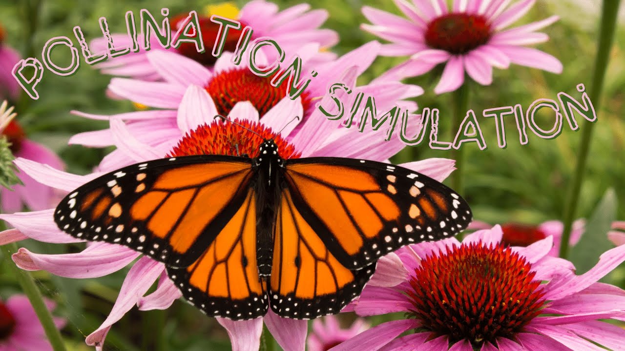 Pollination Simulation
