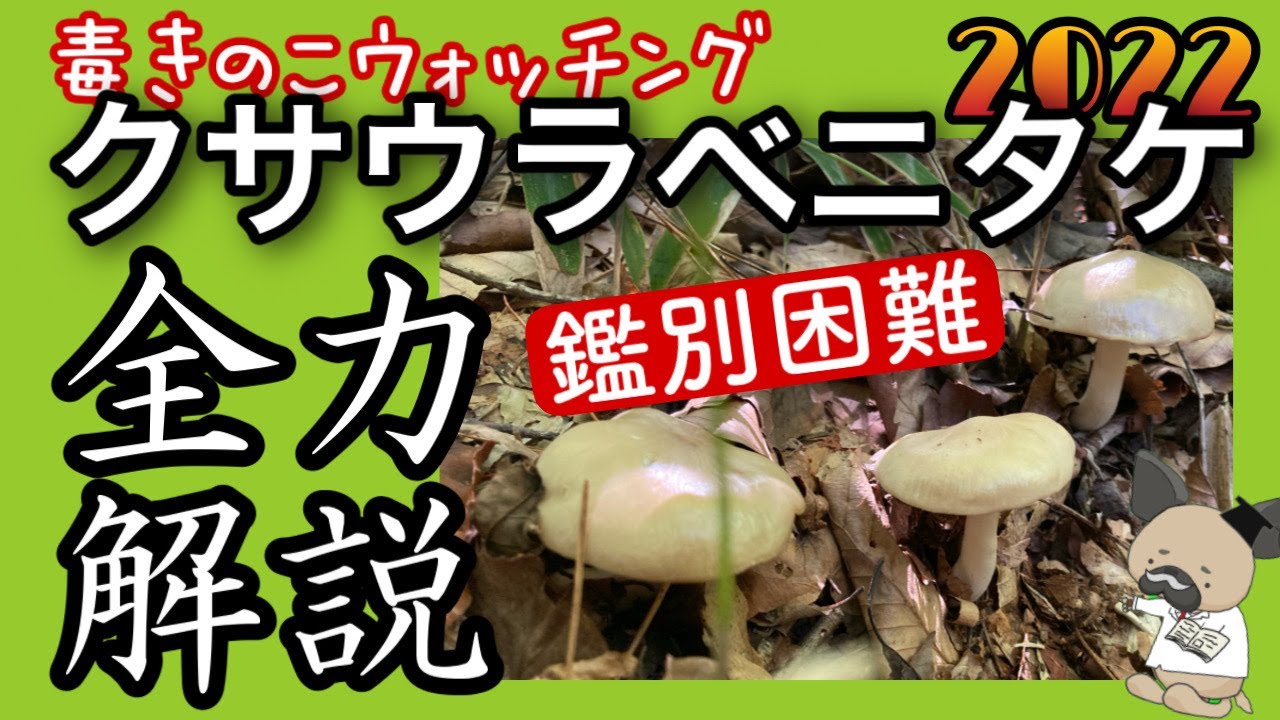 クサウラベニタケ2022〜名人泣かせの毒きのこウォッチング〜【専門家の解説付】