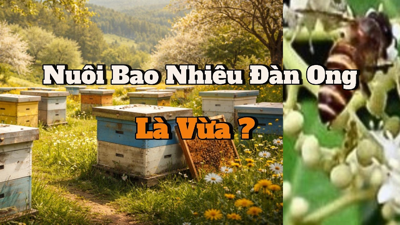 Một người có thể nuôi tối đa bao nhiêu đàn ong? Sự thật nhiều người nuôi ong không biết