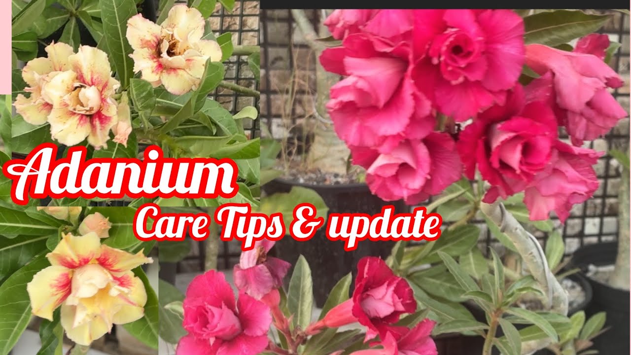 Adanium Care Tips & Update 