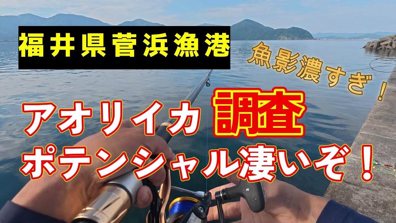 アオリイカ調査　福井県菅浜漁港