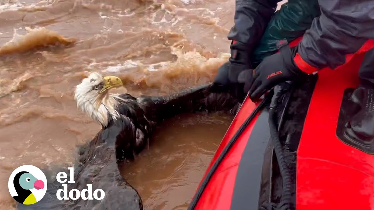 Hombre salva a un águila calva de ahogarse en un río | El Dodo