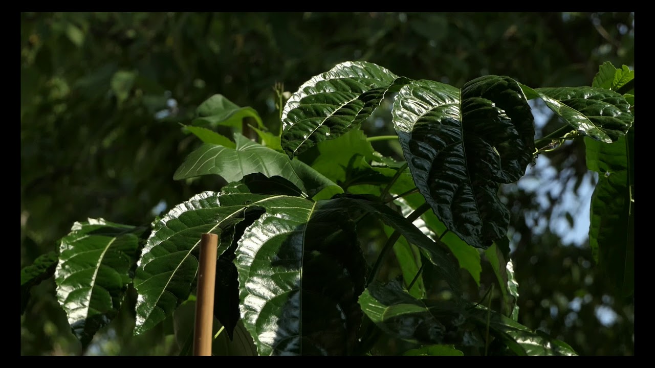 Passionsfrucht anpflanzen - Planting passionfruit