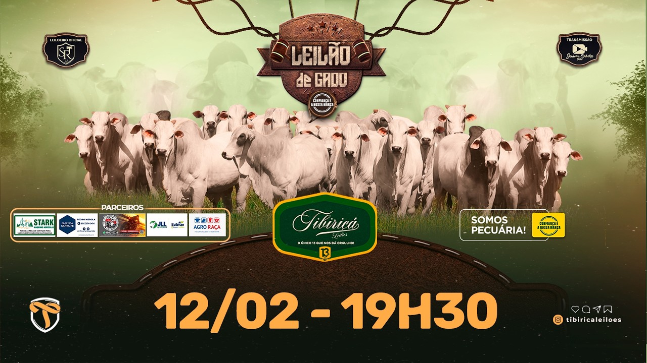 🔴AO VIVO⭐LEILÃO DE GADO 12/02/2026 - TIBIRIÇÁ LEILÕES 🐂🐂🐂