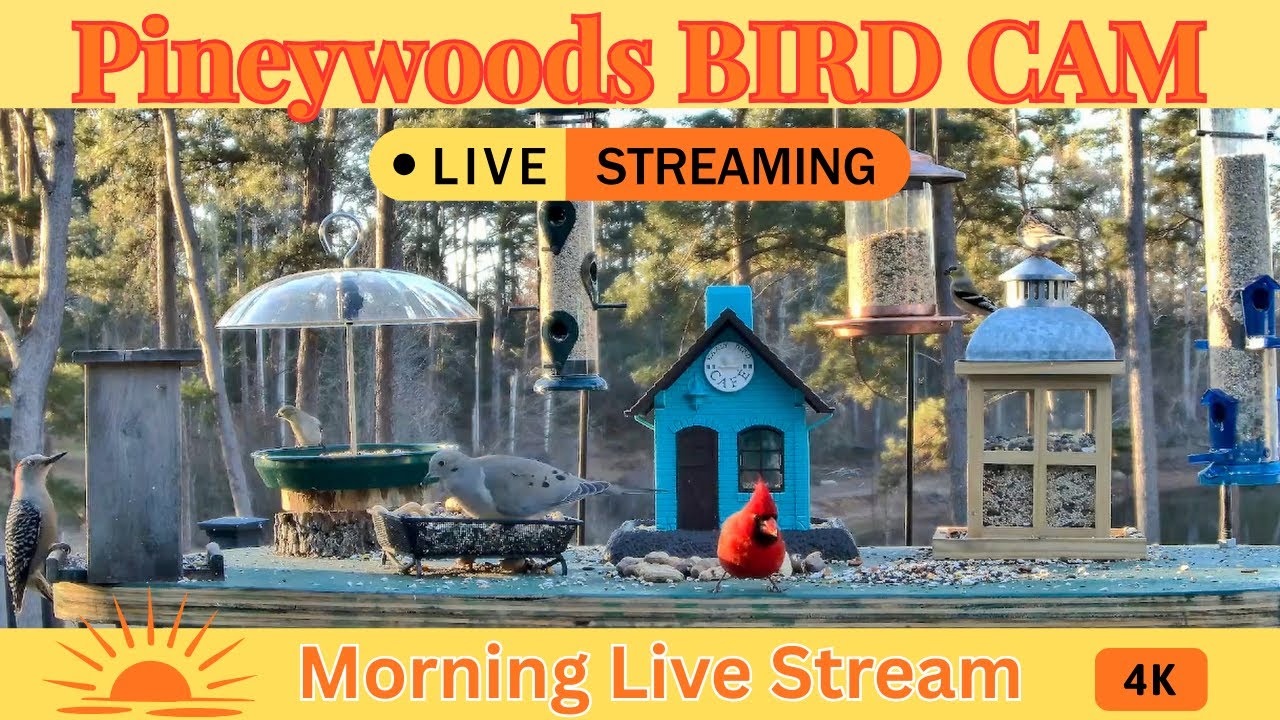Morning LIVE Bird Feeder Cam | Cardinals, Bluebirds, Woodpeckers & More| March 16th, 2026