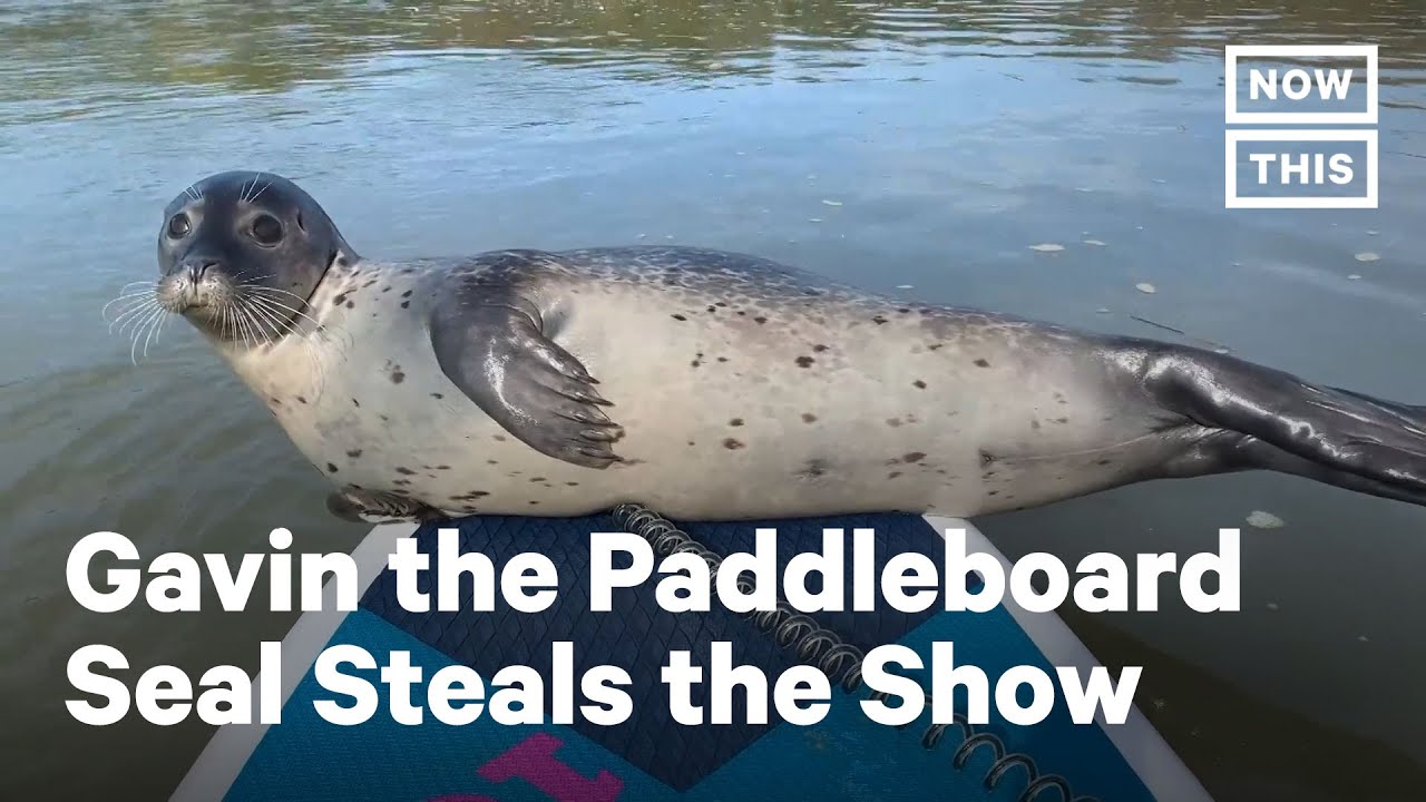 Seal Hops onto Man's Paddle Board in the UK | NowThis