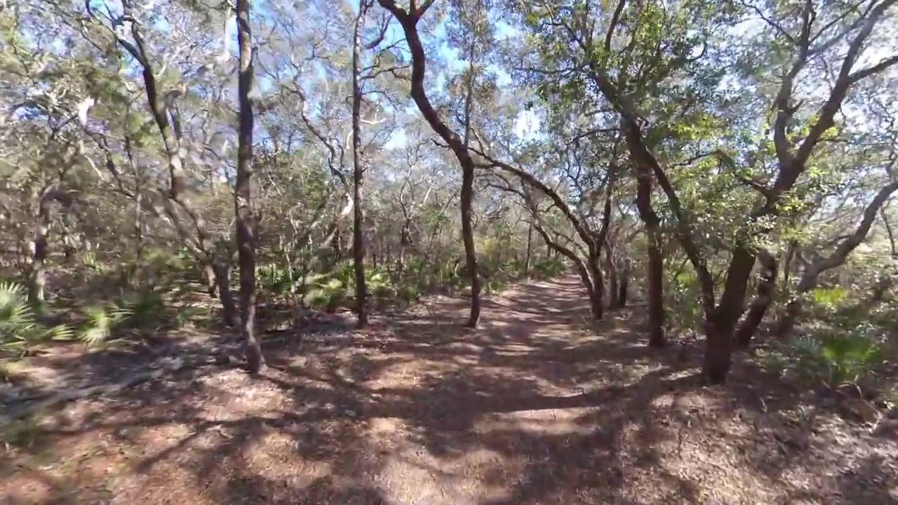 Oak Canopy Trail - Camp Helen State Park - Winter 2020