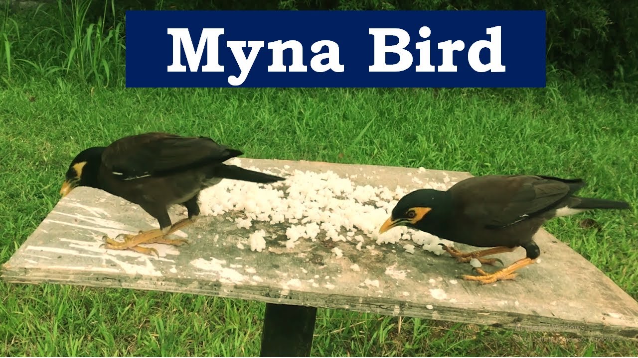 Myna Bird Full Documentary | Myna Bird Eating & Care | Myna bird bathing | Myna Sound & Singing