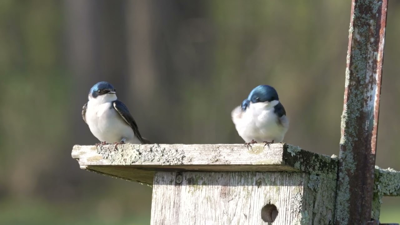 Tree Swallow