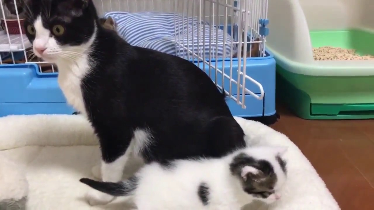 散歩する子猫を見守る心配性の母猫